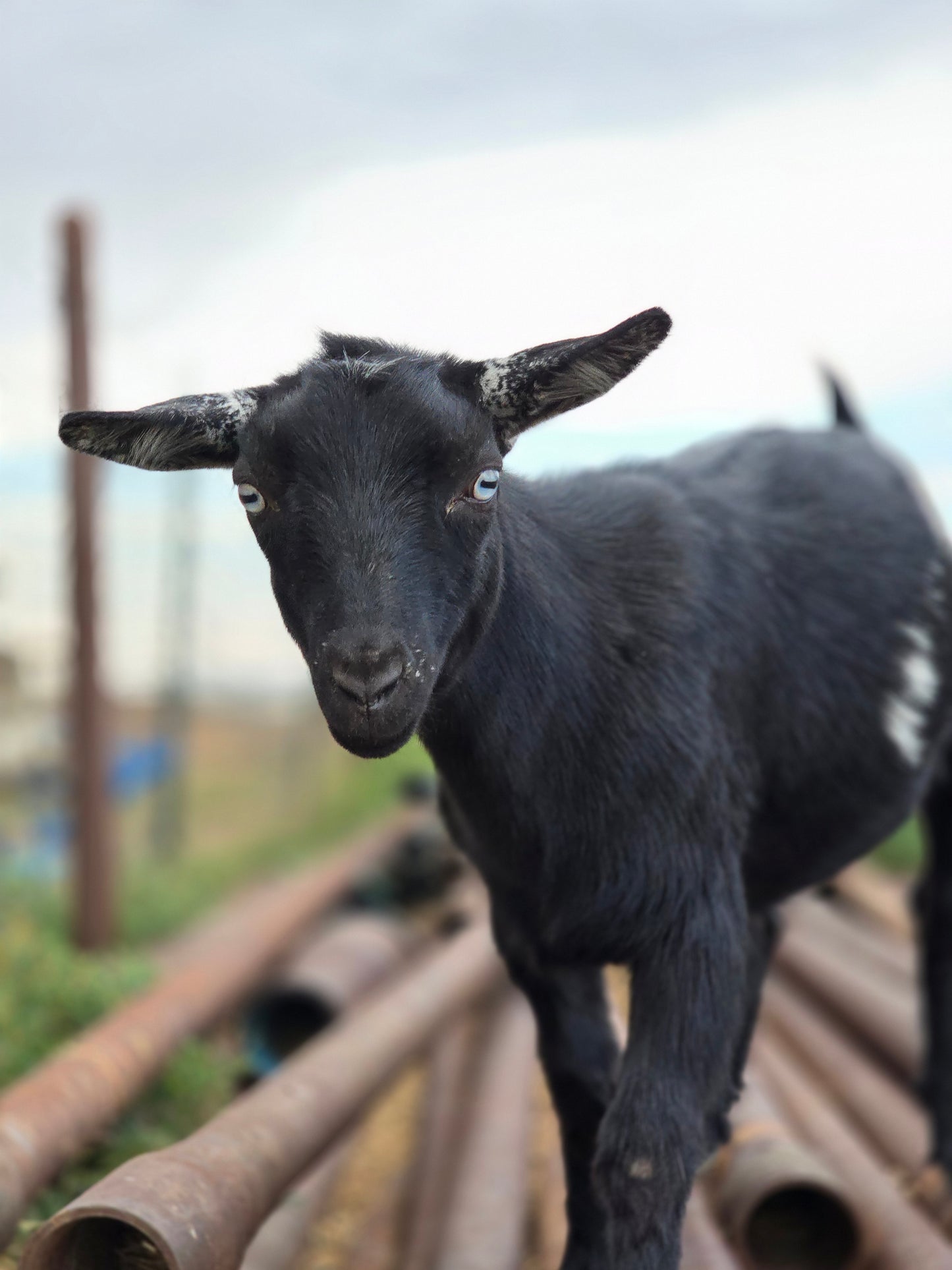 Give a goat a Treat!