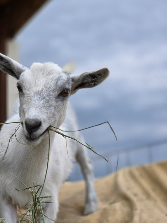 Give a goat a Treat!