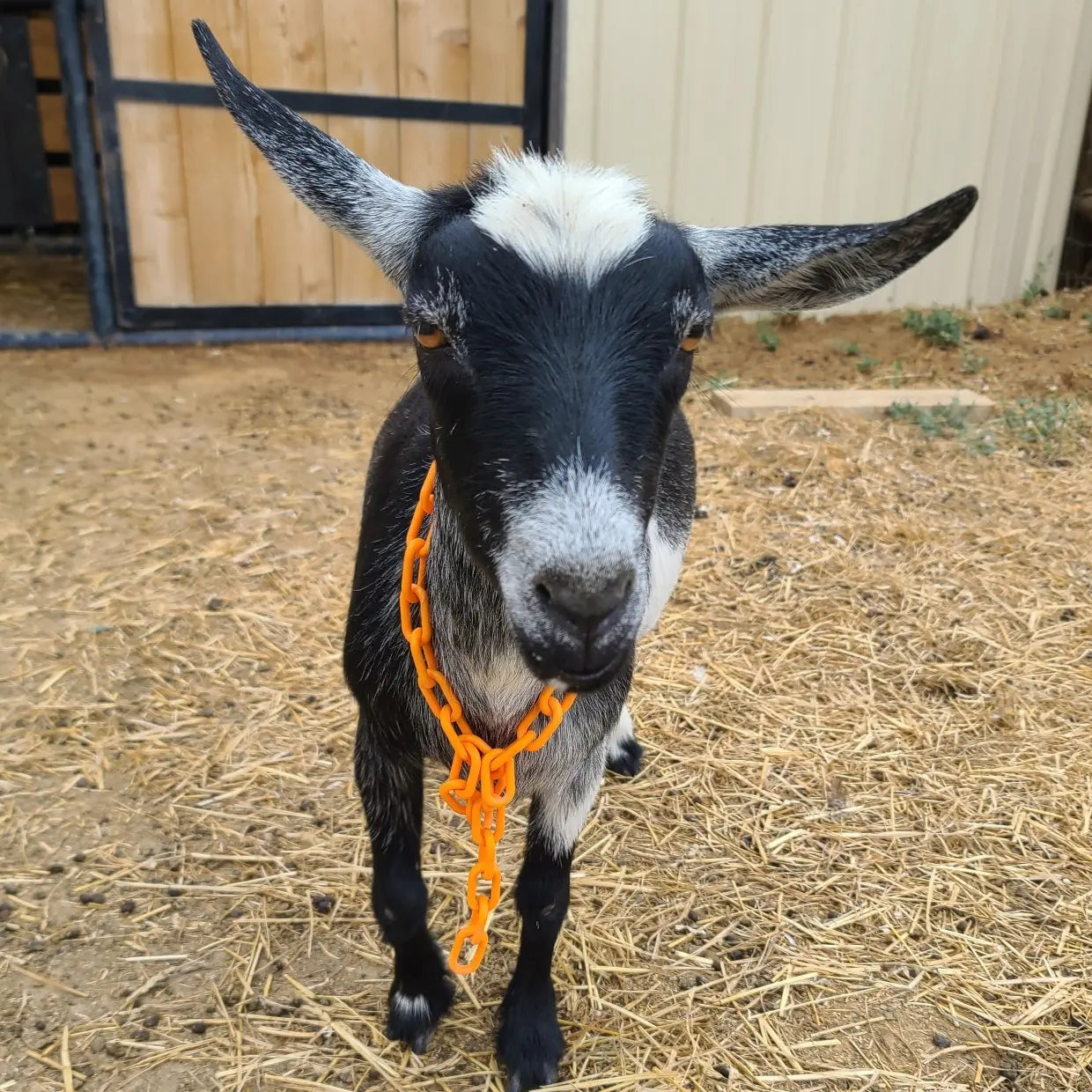 Give a goat a Treat!